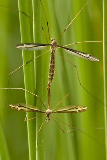 cranefly